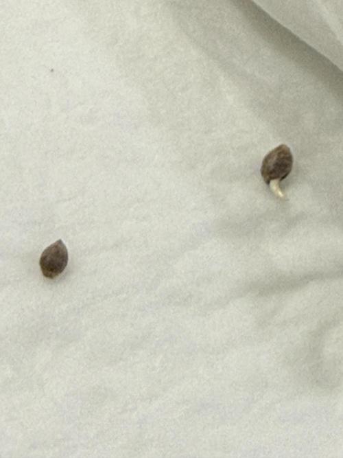 Boardwalk Bubba LIHE. Week 0 - Shocker the bigger one popped, no movement on the cracked one. 36 hrs