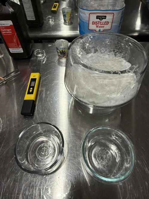 Boardwalk Bubba LIHE. Week 0