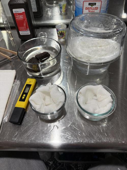 Boardwalk Bubba LIHE. Week 0 - I hate using plastic so cheese cloth with rapid rooters is my method