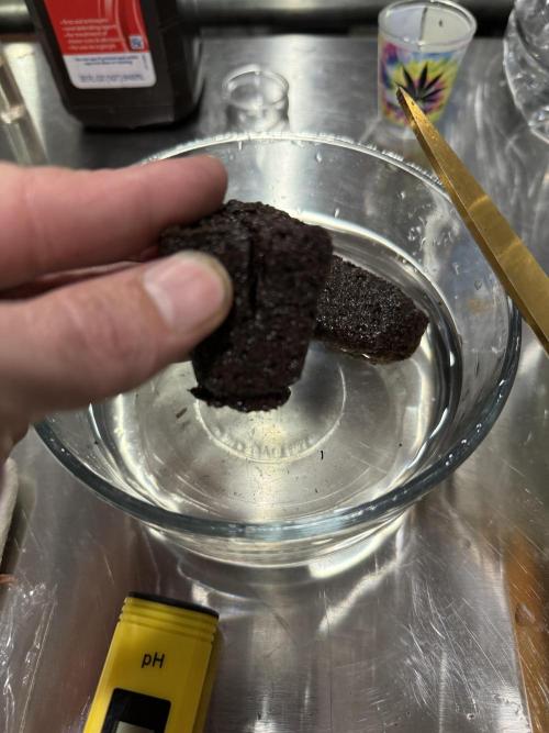 Boardwalk Bubba LIHE. Week 0 - I cut them because I hybrid the cup of water method. 