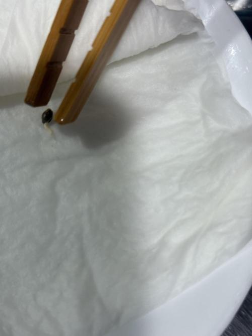 Boardwalk Bubba LIHE. Week 0