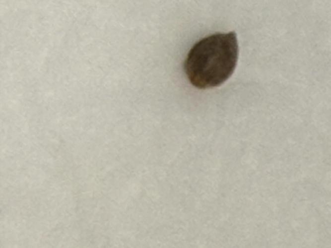 Boardwalk Bubba LIHE. Week 0 - Going to pop a third seed looks like she is a no go ; ;