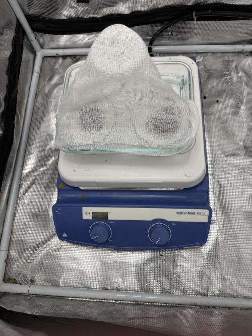 Boardwalk Bubba LIHE. Week 0 - Patients are doing well