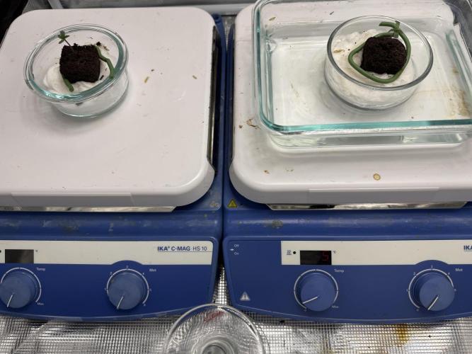 Boardwalk Bubba LIHE. Week 0 - Offset temperatures for a different growth rate almost got them even