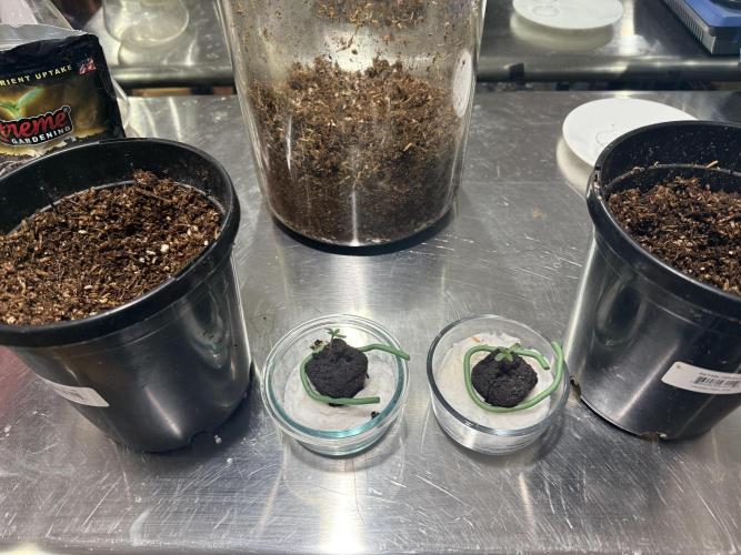 Boardwalk Bubba LIHE. Week 0 - Transplant time