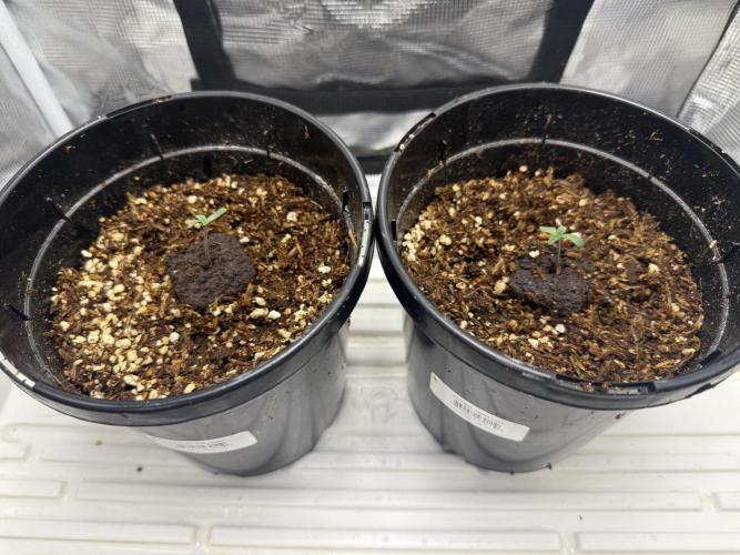 Boardwalk Bubba LIHE. Week 0 - Home for the next Four weeks