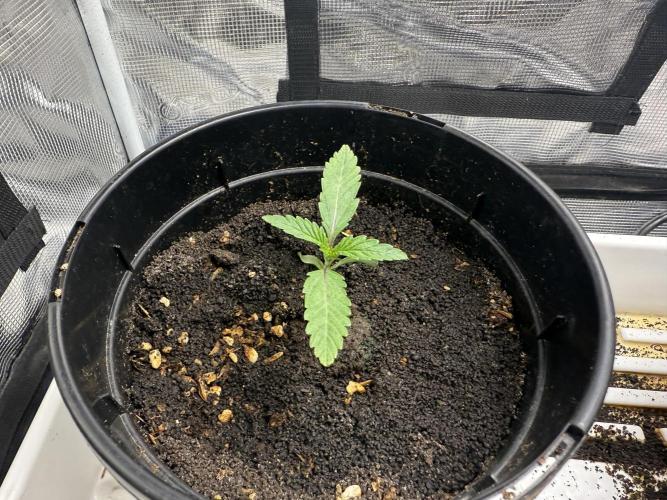 Boardwalk Bubba LIHE. Week 0 - Day 11