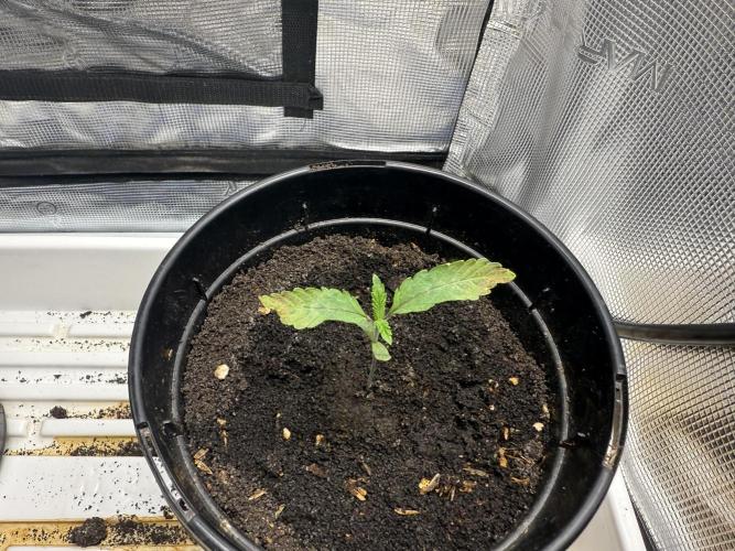 Boardwalk Bubba LIHE. Week 0 - Day 11