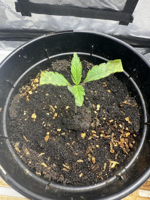 Boardwalk Bubba LIHE. Week 0 - Day 14