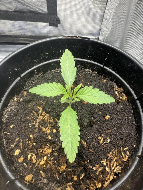 Boardwalk Bubba LIHE. Week 0 - Day 14