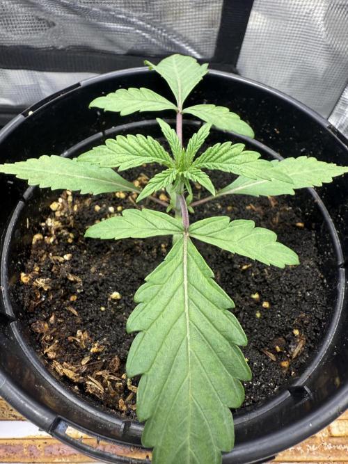 Boardwalk Bubba LIHE. Week 1 - Day 17