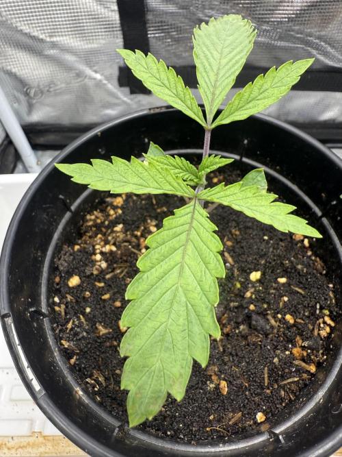 Boardwalk Bubba LIHE. Week 1 - Day 17