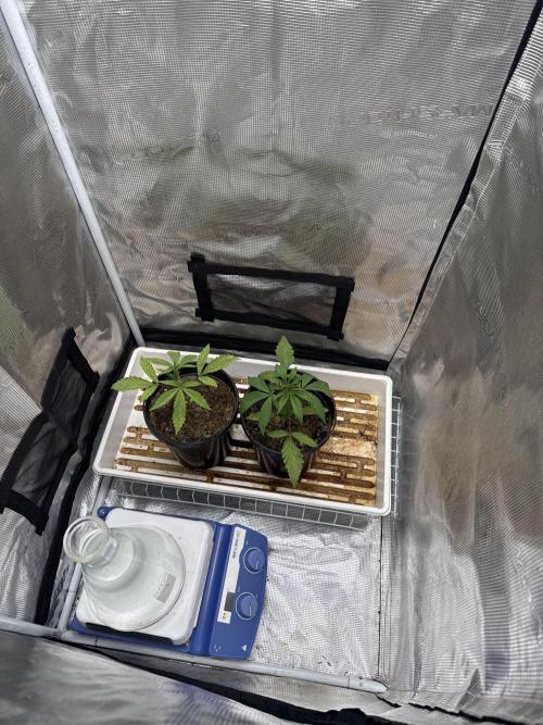 Boardwalk Bubba LIHE. Week 2