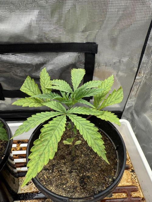 Boardwalk Bubba LIHE. Week 2