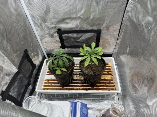 Boardwalk Bubba LIHE. Week 2