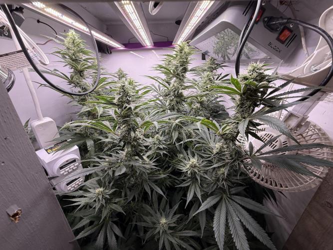 The Suplex attempt #3. Week 14