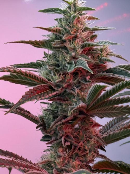 The Suplex attempt #3. Week 14