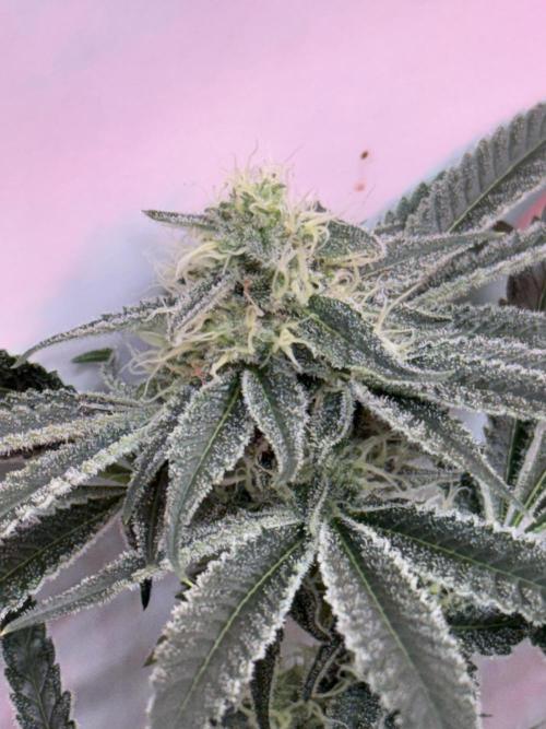 The Suplex attempt #3. Week 14