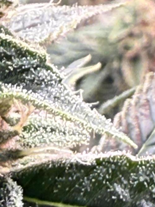 The Suplex attempt #3. Week 14