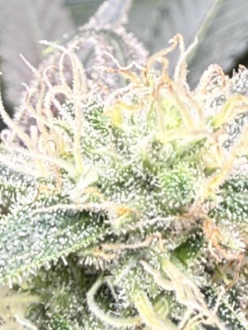 The Suplex attempt #3. Week 14