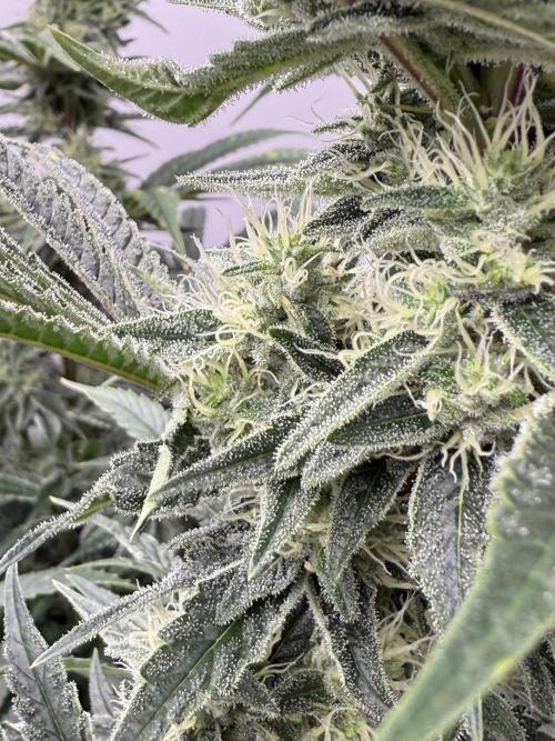 The Suplex attempt #3. Week 14