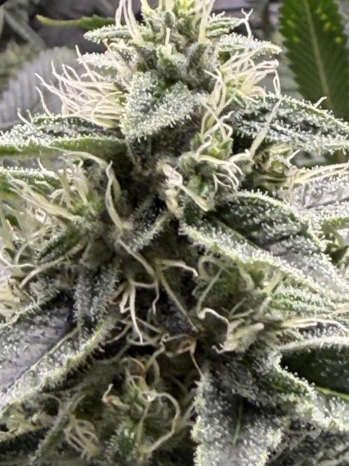 The Suplex attempt #3. Week 14