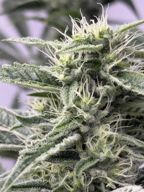 The Suplex attempt #3. Week 14