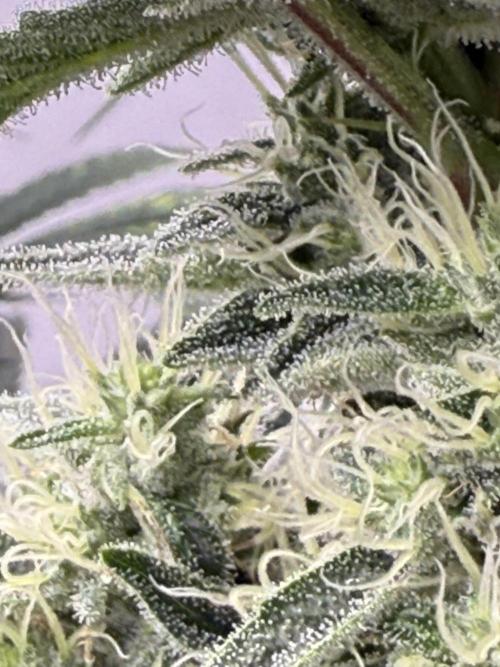 The Suplex attempt #3. Week 14