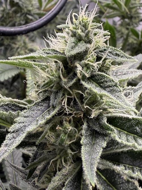 The Suplex attempt #3. Week 14