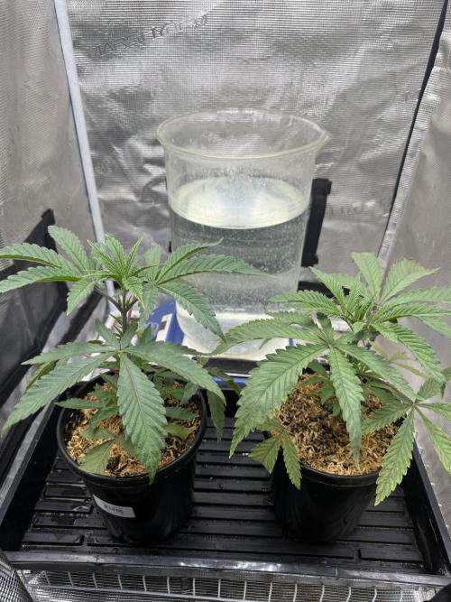 Boardwalk Bubba LIHE. Week 3