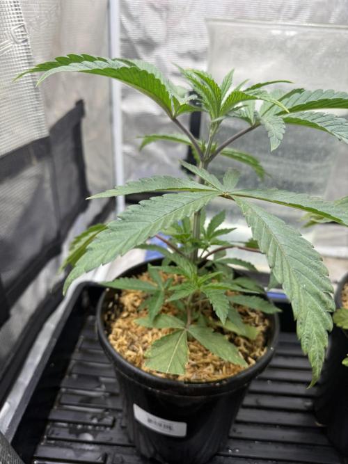 Boardwalk Bubba LIHE. Week 3