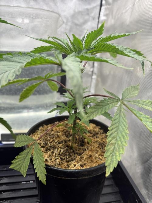 Boardwalk Bubba LIHE. Week 3