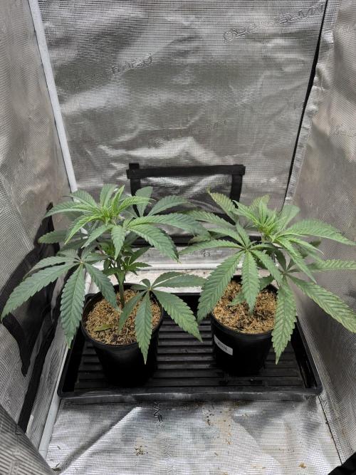 Boardwalk Bubba LIHE. Week 3 - I always defoliate two days before I transplant. 