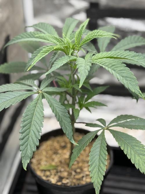 Boardwalk Bubba LIHE. Week 3