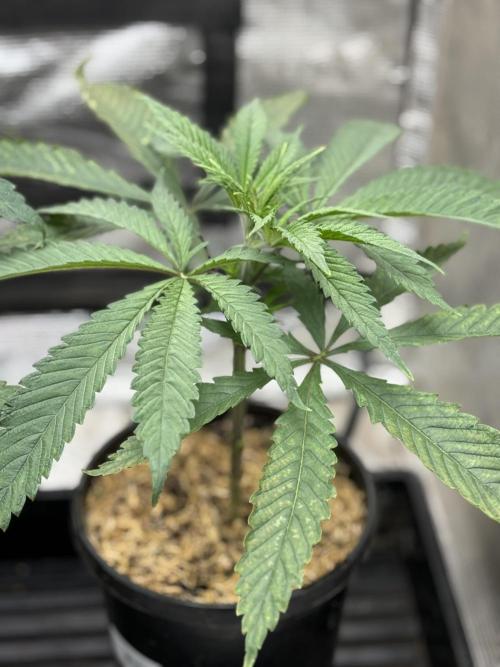 Boardwalk Bubba LIHE. Week 3