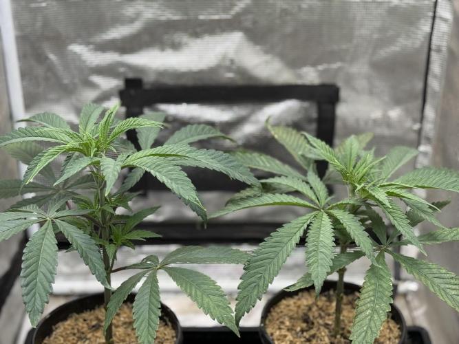 Boardwalk Bubba LIHE. Week 3