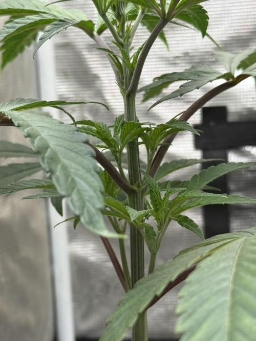 Boardwalk Bubba LIHE. Week 3