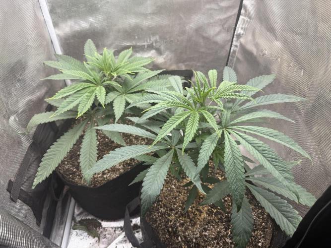 Boardwalk Bubba LIHE. Week 4