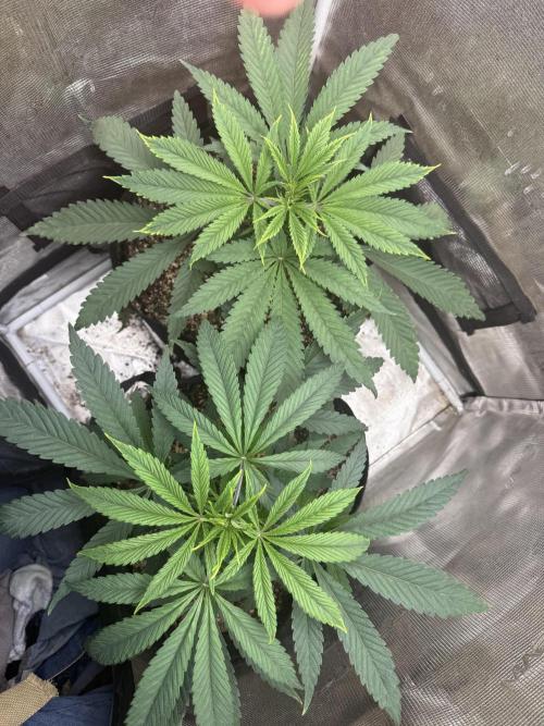 Boardwalk Bubba LIHE. Week 4