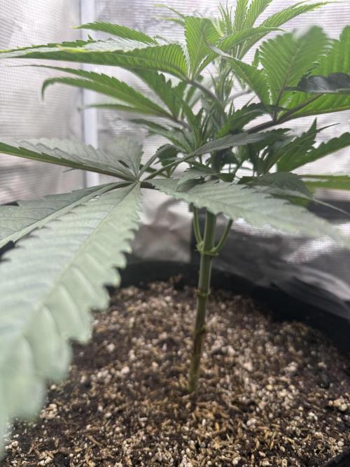 Boardwalk Bubba LIHE. Week 4