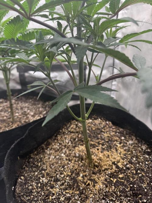 Boardwalk Bubba LIHE. Week 4