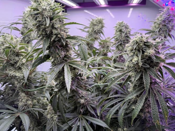 The Suplex (clone run)#3. Week 17