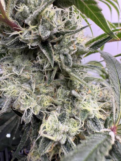 The Suplex (clone run)#3. Week 17