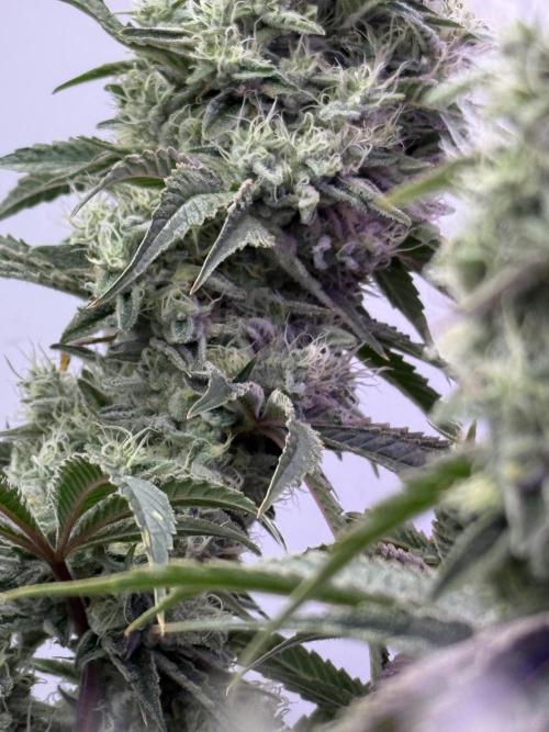 The Suplex (clone run)#3. Week 17