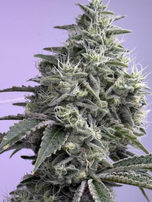 The Suplex (clone run)#3. Week 17