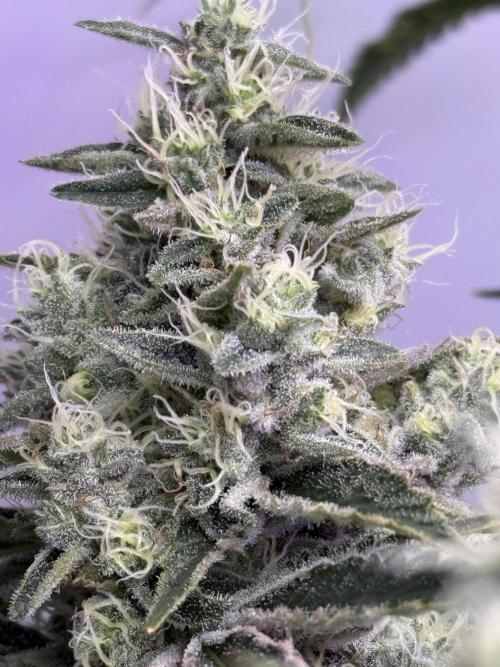 The Suplex (clone run)#3. Week 17