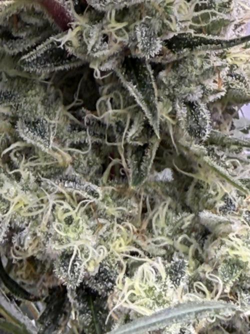 The Suplex (clone run)#3. Week 17