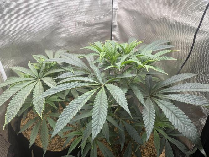 Boardwalk Bubba LIHE. Week 5