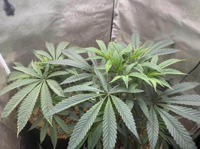 Boardwalk Bubba LIHE. Week 5