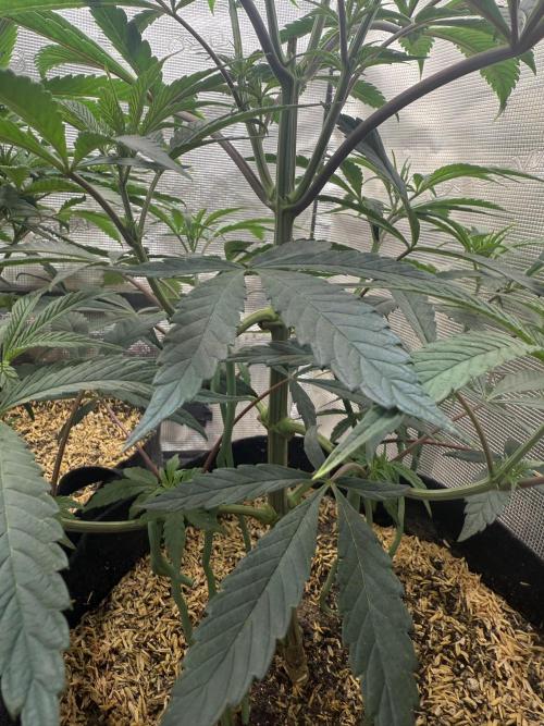 Boardwalk Bubba LIHE. Week 6